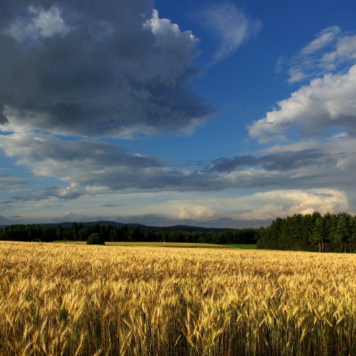 Photo de Guy Wurth : https://images.alsace/